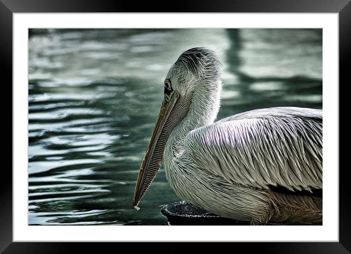 Pelican Framed Mounted Print by Ian Eve