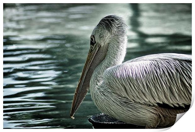 Pelican Print by Ian Eve