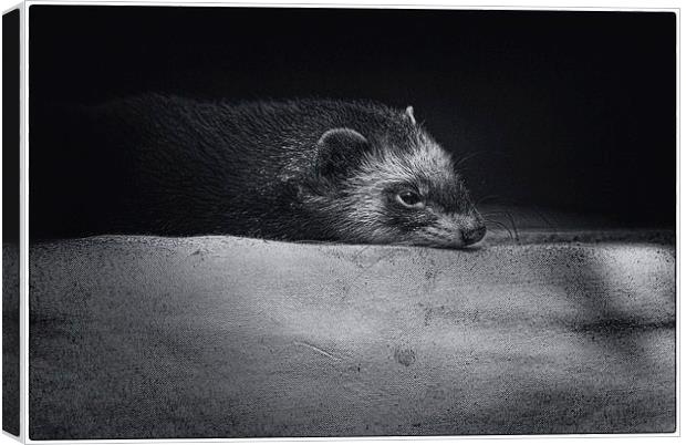 Sleepy Ferret Canvas Print by Ian Eve