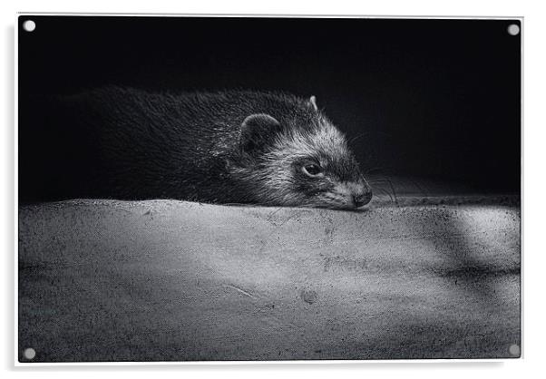 Sleepy Ferret Acrylic by Ian Eve