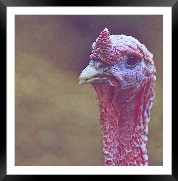 The Sad Turkey Framed Mounted Print by Ian Eve