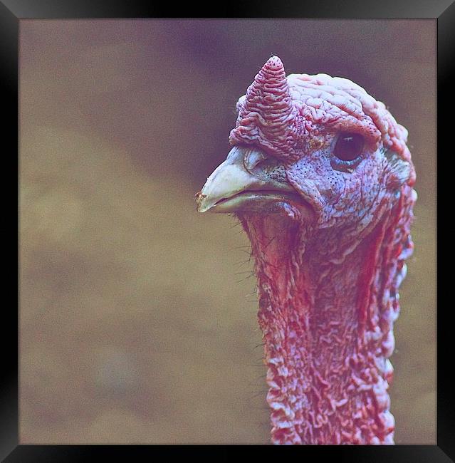 The Sad Turkey Framed Print by Ian Eve