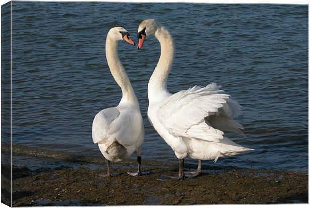 TWO FRIENDLY SWANS Canvas Print by Ray Bacon LRPS CPAGB