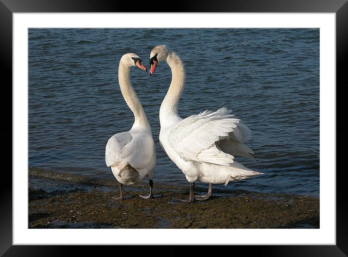 TWO FRIENDLY SWANS Framed Mounted Print by Ray Bacon LRPS CPAGB