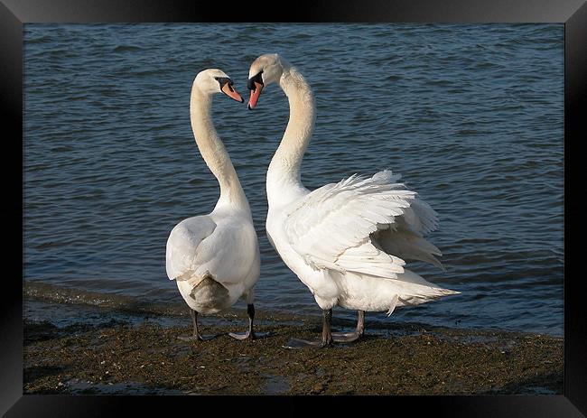 TWO FRIENDLY SWANS Framed Print by Ray Bacon LRPS CPAGB