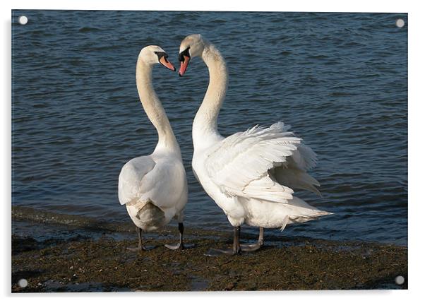 TWO FRIENDLY SWANS Acrylic by Ray Bacon LRPS CPAGB