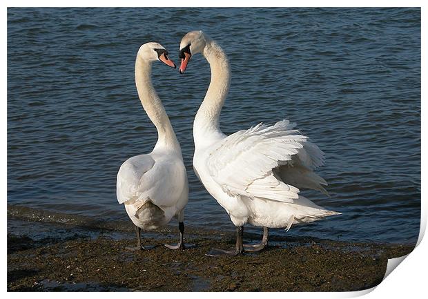 TWO FRIENDLY SWANS Print by Ray Bacon LRPS CPAGB