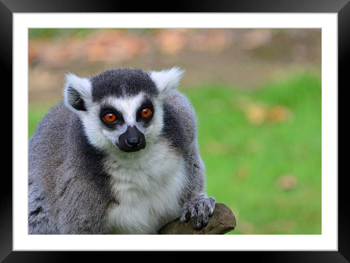 Close up of ring tailed lemur Framed Mounted Print by Susan Sanger