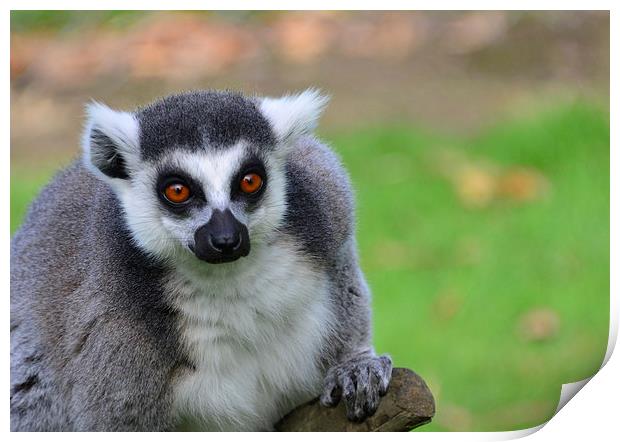 Close up of ring tailed lemur Print by Susan Sanger