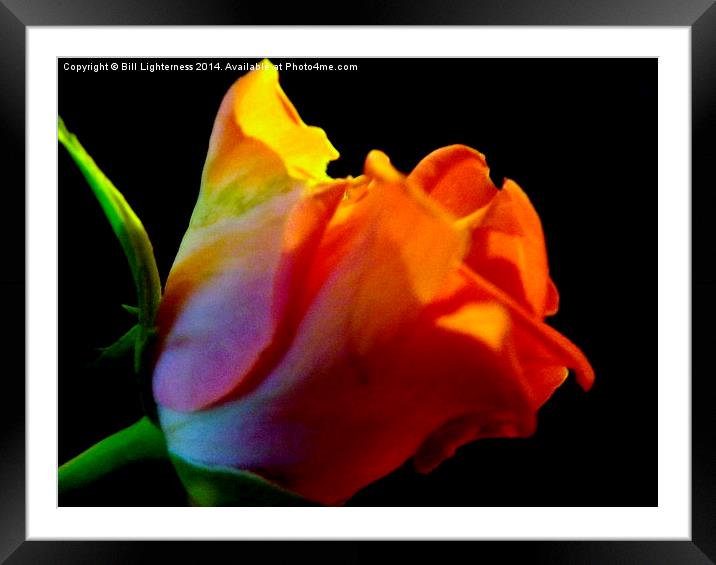 The Pink Rose Petals Framed Mounted Print by Bill Lighterness