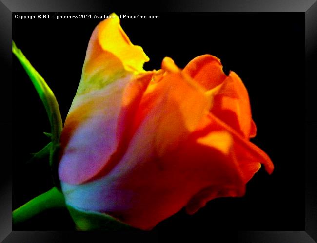 The Pink Rose Petals Framed Print by Bill Lighterness