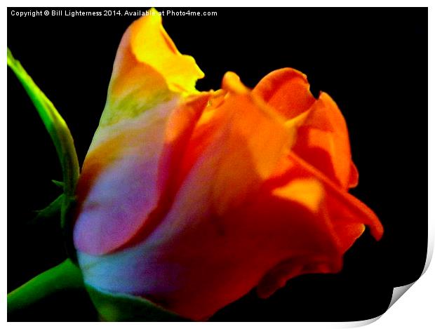 The Pink Rose Petals Print by Bill Lighterness