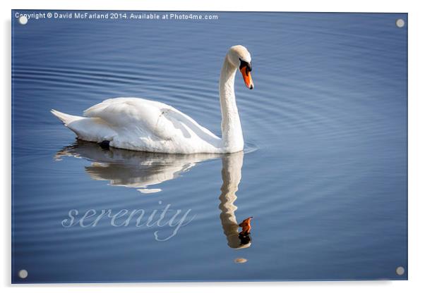 Serene swan Acrylic by David McFarland