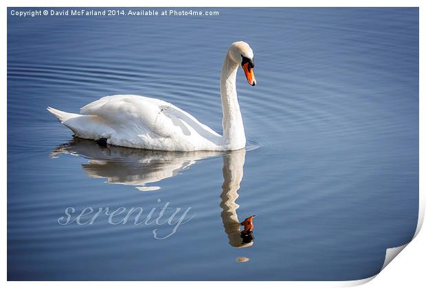 Serene swan Print by David McFarland