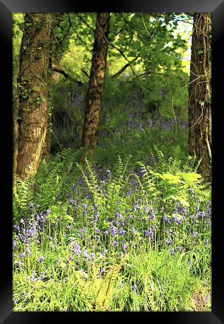 Bluebells Framed Print by Debbie Metcalfe