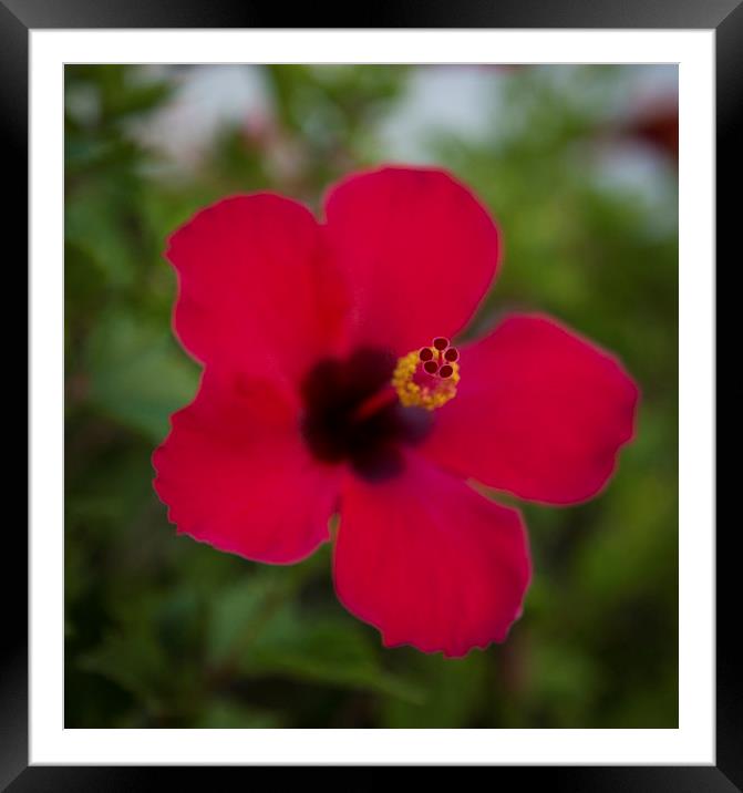 RED TENERIFE HIBISCUS FLOWER Framed Mounted Print by chris thomson