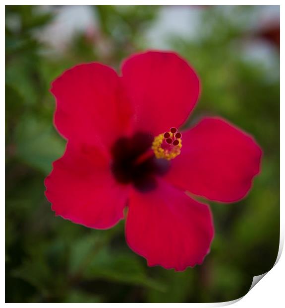 RED TENERIFE HIBISCUS FLOWER Print by chris thomson
