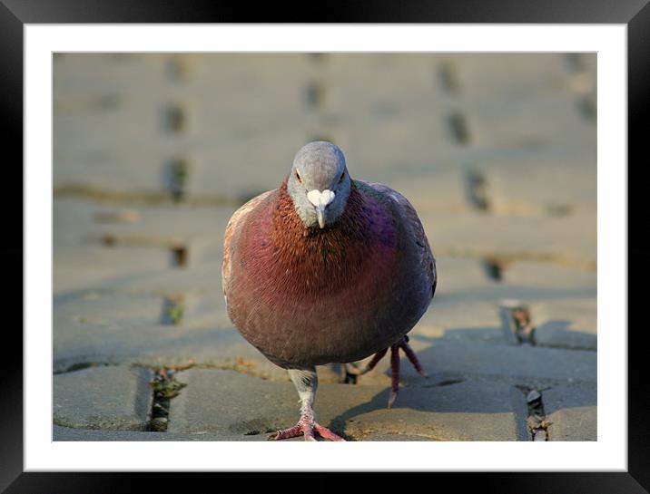 Fearless pigeon Framed Mounted Print by Dianana 