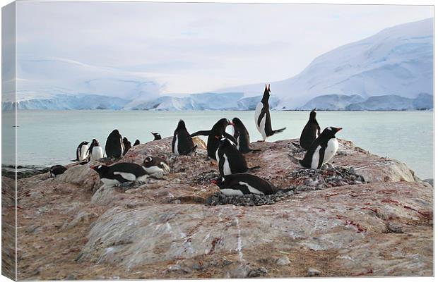 Gentoo Penguin Rookery Antarctica Canvas Print by Carole-Anne Fooks