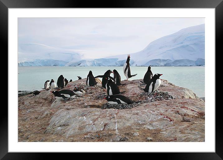 Gentoo Penguin Rookery Antarctica Framed Mounted Print by Carole-Anne Fooks