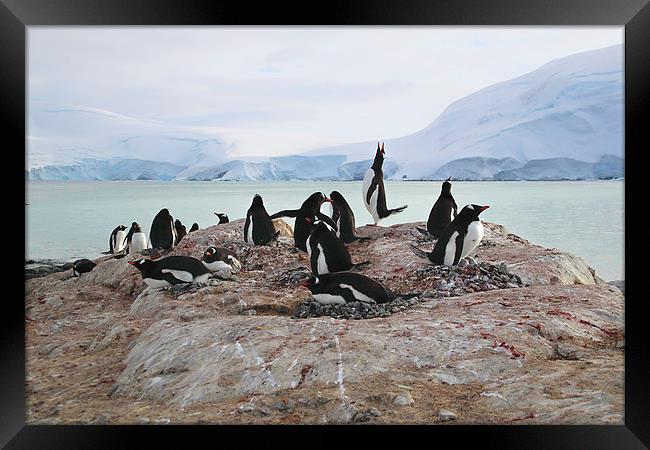 Gentoo Penguin Rookery Antarctica Framed Print by Carole-Anne Fooks