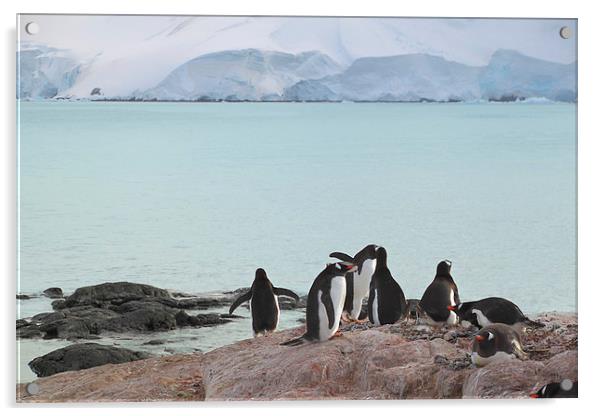 Gentoo Penguin Rookery Antarctica Acrylic by Carole-Anne Fooks