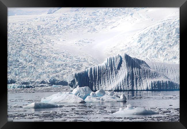 Cierva Cove Iceberg & Glaciers Framed Print by Carole-Anne Fooks