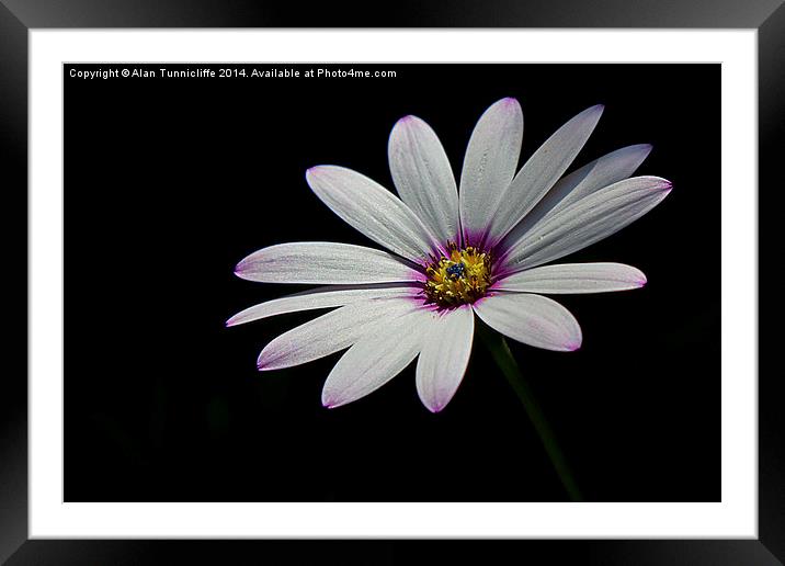 Midnight Bloom Framed Mounted Print by Alan Tunnicliffe