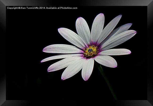 Midnight Bloom Framed Print by Alan Tunnicliffe