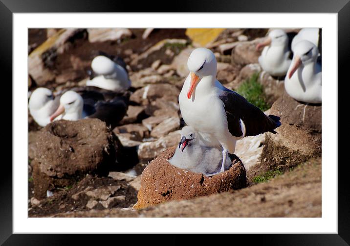Black-browed Albatross and Chick, Falklands Framed Mounted Print by Geoffrey Higges