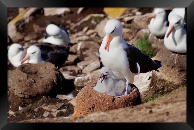 Black-browed Albatross and Chick, Falklands Framed Print by Geoffrey Higges