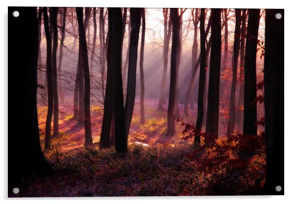 Woodland Light Acrylic by Ceri Jones