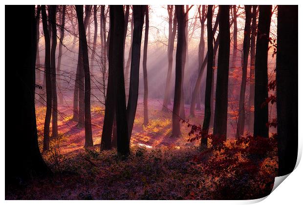 Woodland Light Print by Ceri Jones