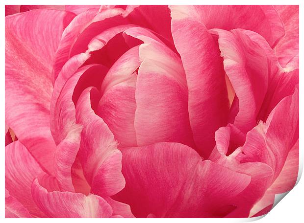 Rose Print by Victor Burnside