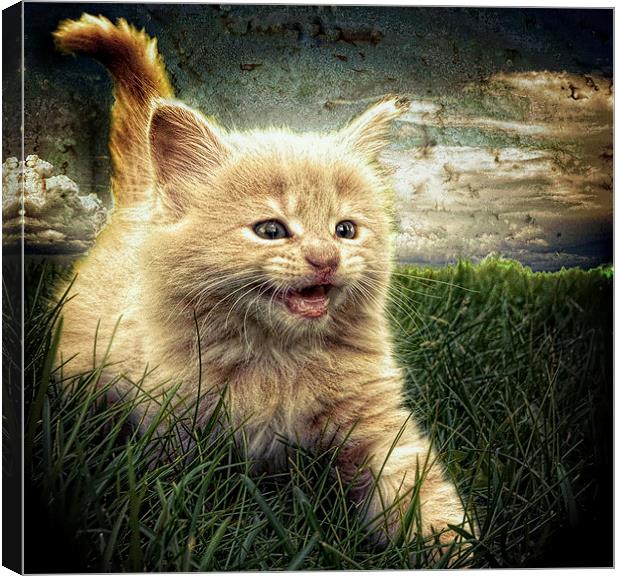 Kitten in the grass Canvas Print by Alan Mattison