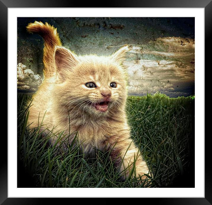 Kitten in the grass Framed Mounted Print by Alan Mattison