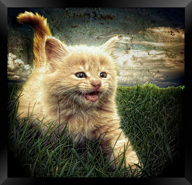 Kitten in the grass Framed Print by Alan Mattison
