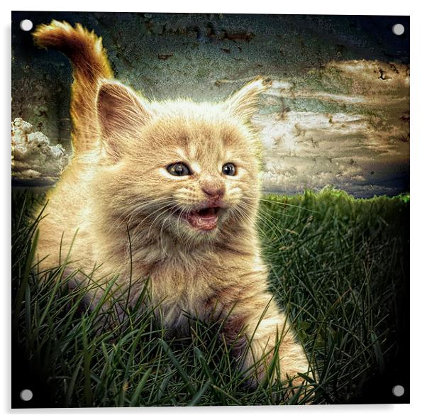 Kitten in the grass Acrylic by Alan Mattison