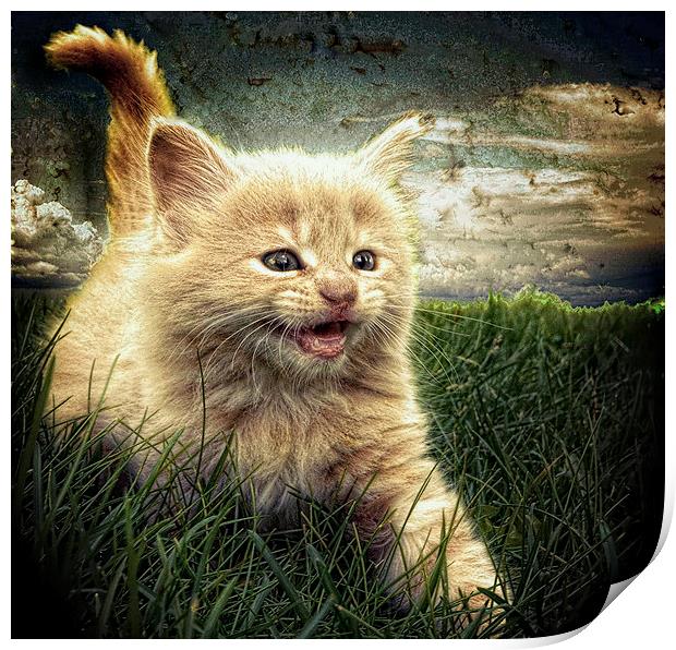 Kitten in the grass Print by Alan Mattison