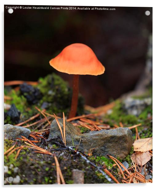 Conical Wax Cap Acrylic by Louise Heusinkveld