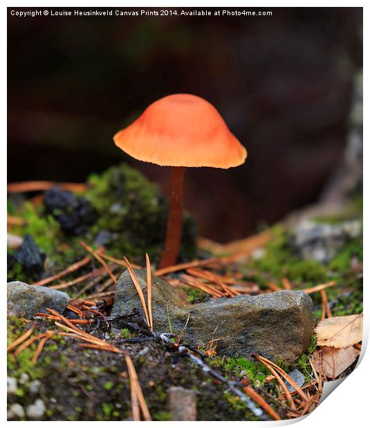 Conical Wax Cap Print by Louise Heusinkveld