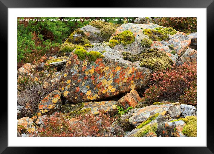 Lichens and Moss Framed Mounted Print by Louise Heusinkveld