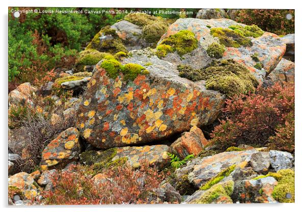 Lichens and Moss Acrylic by Louise Heusinkveld