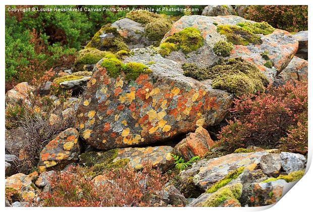 Lichens and Moss Print by Louise Heusinkveld