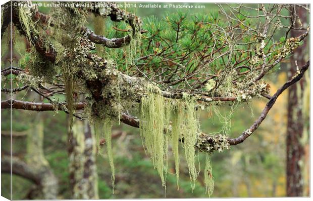 Lichens growing on tree branches Canvas Print by Louise Heusinkveld