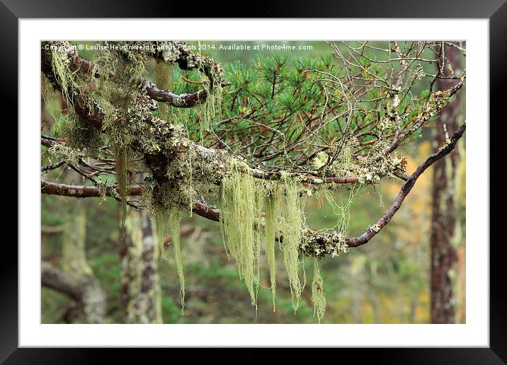 Lichens growing on tree branches Framed Mounted Print by Louise Heusinkveld