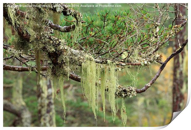 Lichens growing on tree branches Print by Louise Heusinkveld