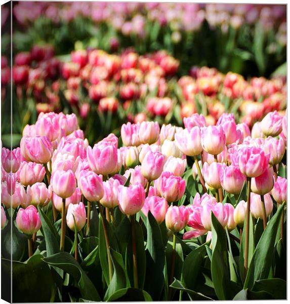 Tulips in the Sunshine Canvas Print by Carolyn Eaton