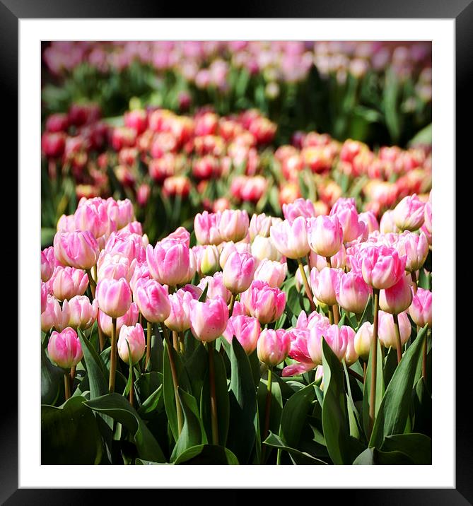 Tulips in the Sunshine Framed Mounted Print by Carolyn Eaton