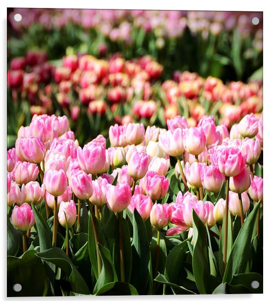 Tulips in the Sunshine Acrylic by Carolyn Eaton